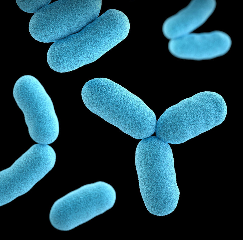 CFU in Probiotics Explained: How Much Do You Actually Need?